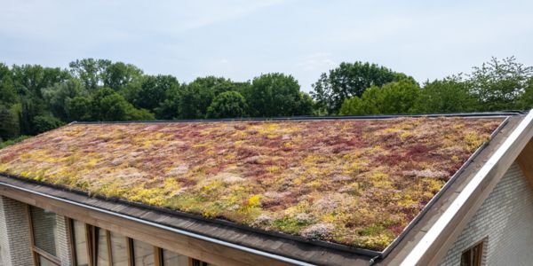 Sedumdak op schuin dak